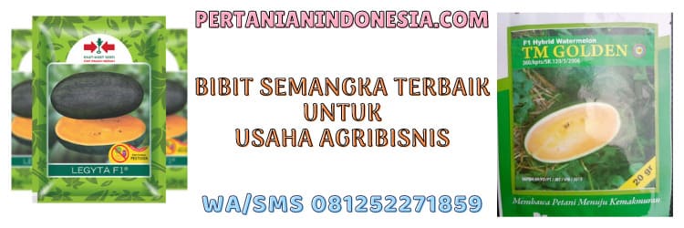 bibit,benih,semangka,terbaik,unggul